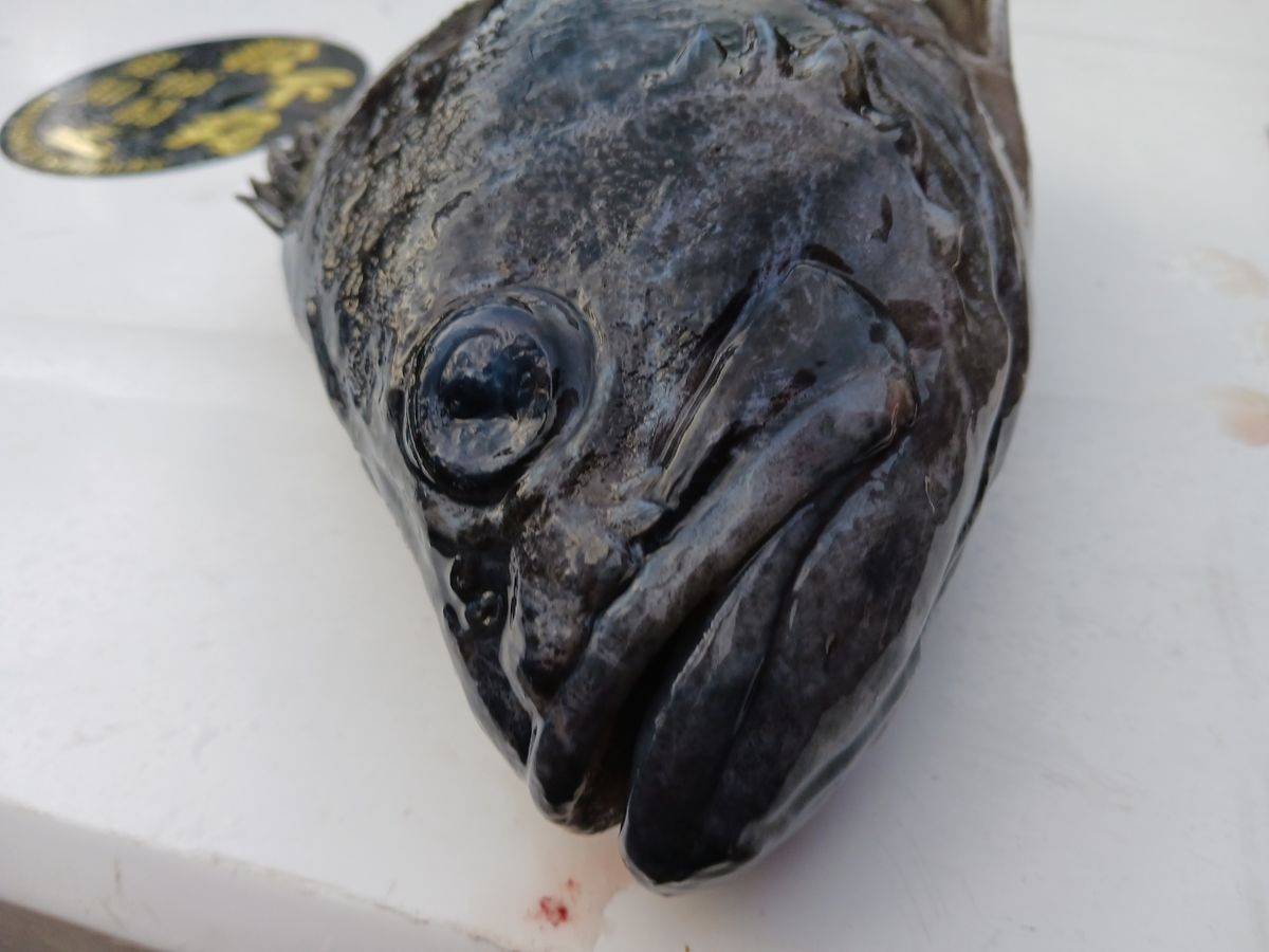 ひろきの父ちゃんの釣に行く。さんの釣果 1枚目の画像