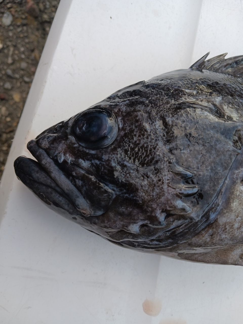 ひろきの父ちゃんの釣に行く。さんの釣果 2枚目の画像