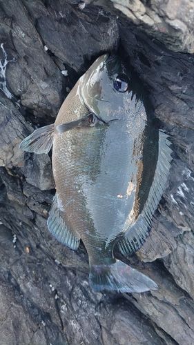 クロメジナの釣果
