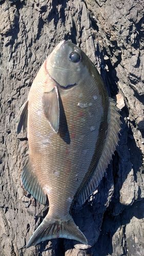 クロメジナの釣果