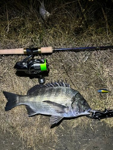 チヌの釣果