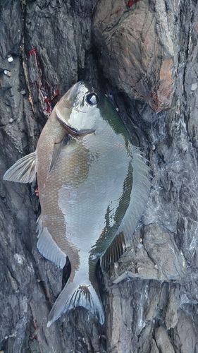 クロメジナの釣果