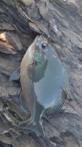 クロメジナの釣果