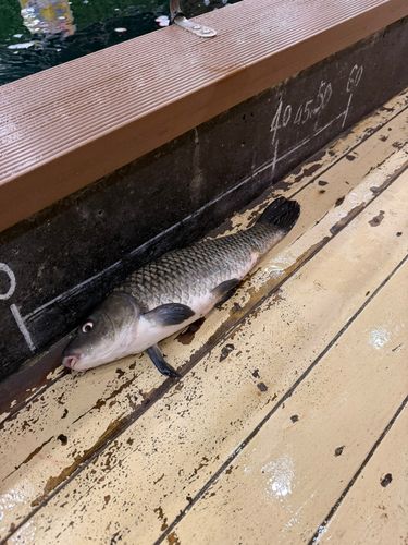 コイの釣果