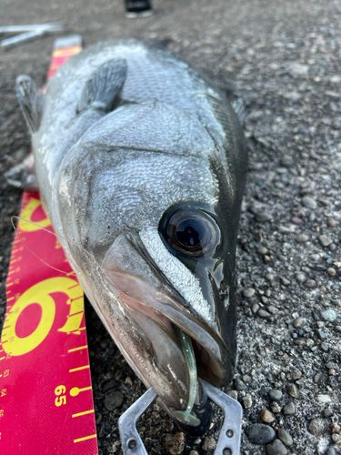 ヒラスズキの釣果