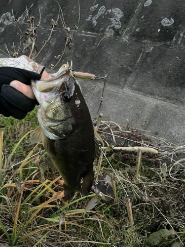 新川（霞ヶ浦）