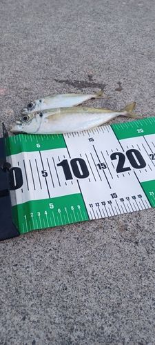 マアジの釣果