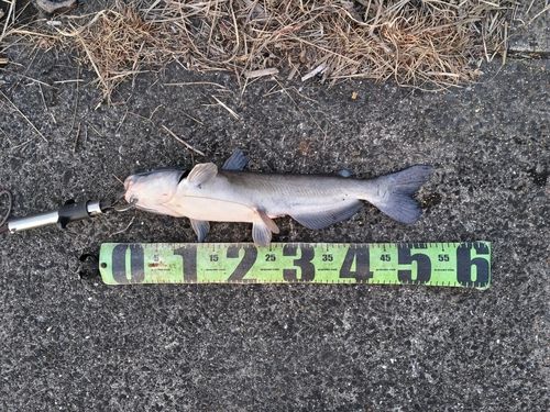 アメリカナマズの釣果