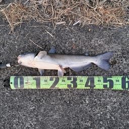 アメリカナマズ