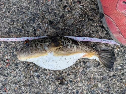 フグの釣果