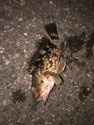 カサゴの釣果