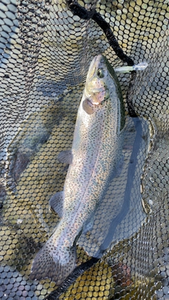 ニジマスの釣果