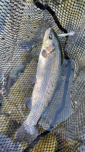 ニジマスの釣果