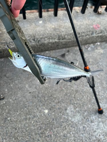 碧南海釣り公園