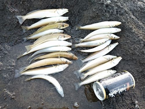 シロギスの釣果