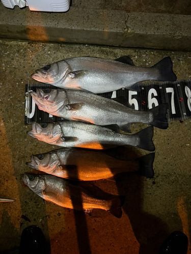 ヒラスズキの釣果