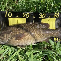 スモールマウスバス