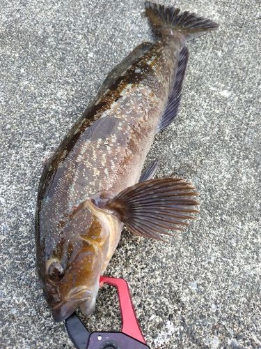 アイナメの釣果