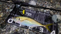 マアジの釣果