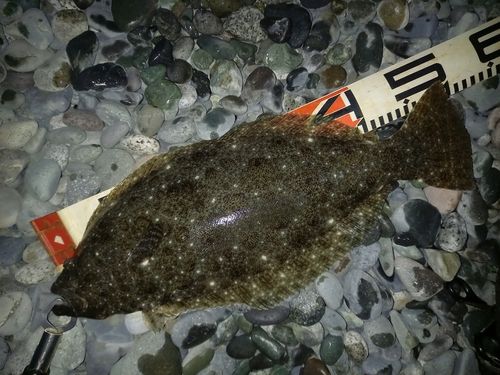 ヒラメの釣果