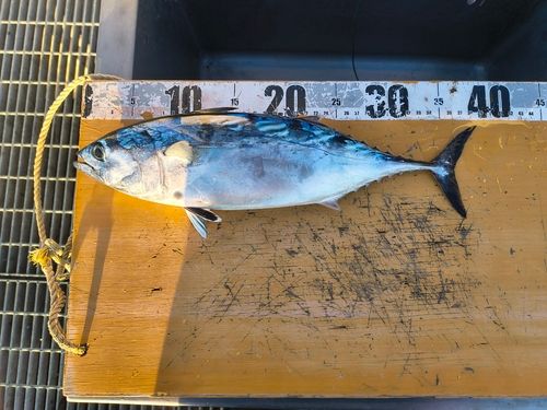 スマガツオの釣果