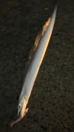 タチウオの釣果