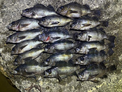 メバルの釣果