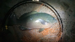 グレの釣果