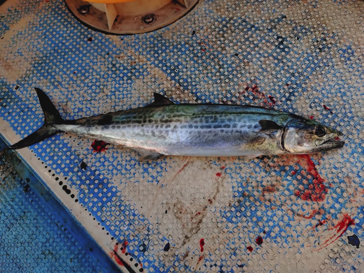 SHIMANO 21グラップラー BB タイプJ スピニング S60-2の最安値