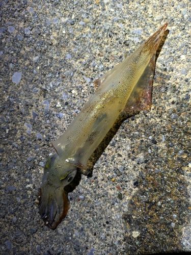 ヤリイカの釣果