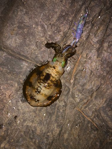 アオリイカの釣果