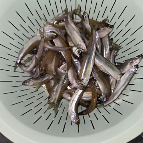 ワカサギの釣果