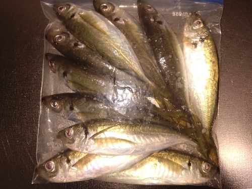 マアジの釣果