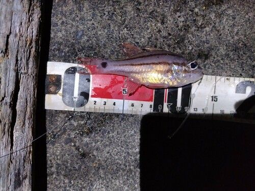 ネンブツダイの釣果