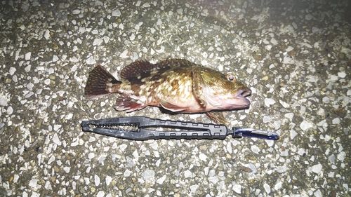 東京湾（アクアライン〜富津）