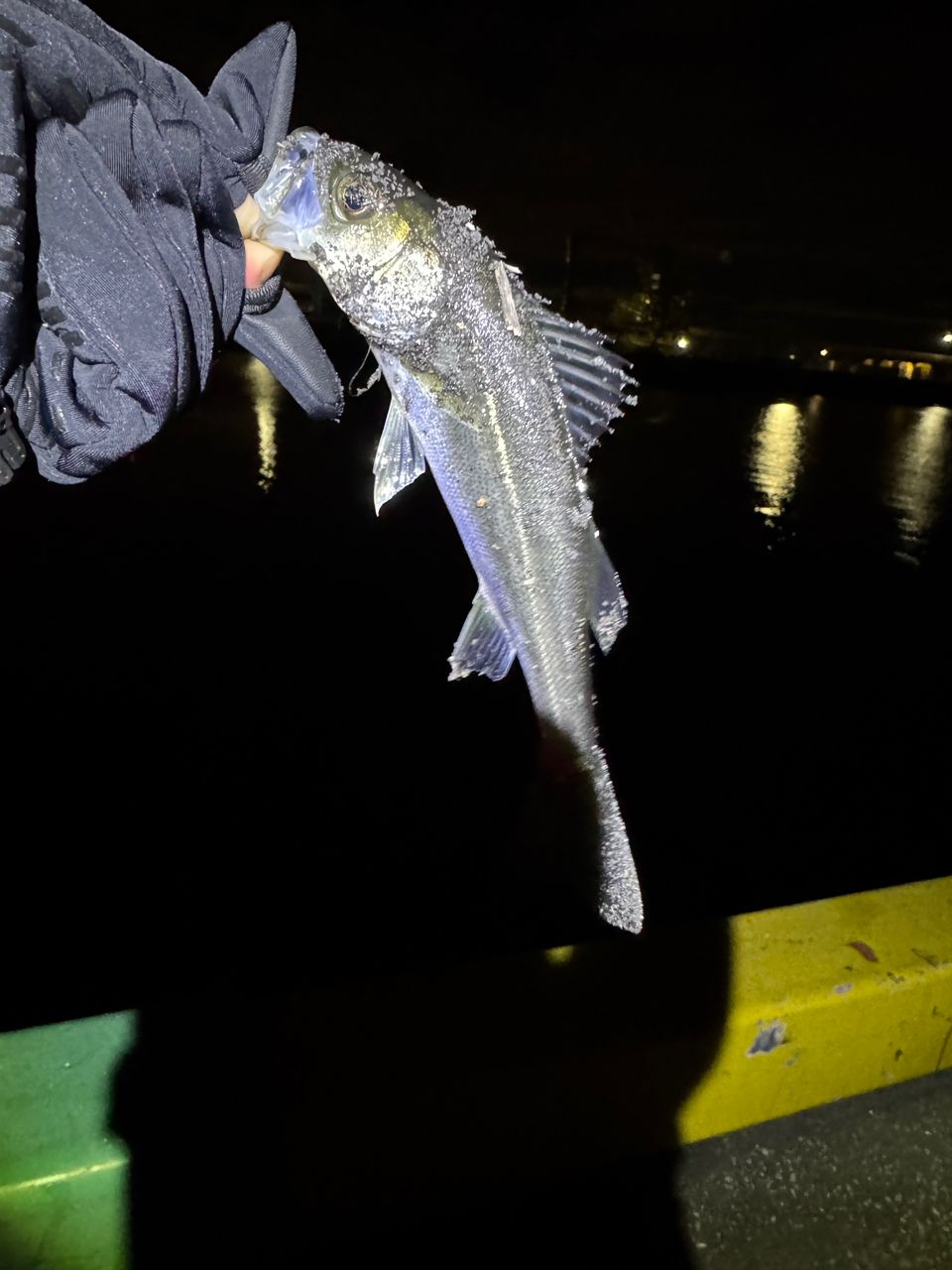 セイゴ（マルスズキ）