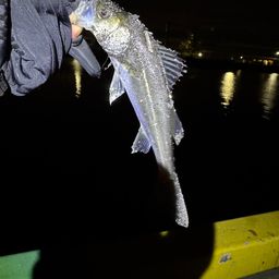 セイゴ（マルスズキ）