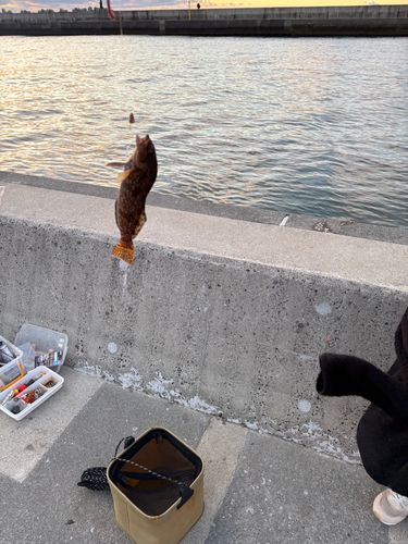 アイナメの釣果