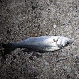 セイゴ（ヒラスズキ）