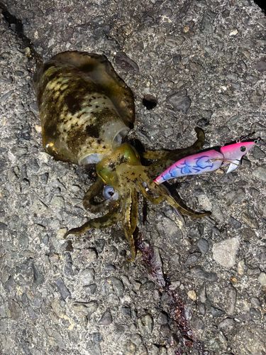 アオリイカの釣果