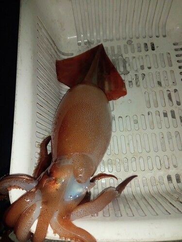 スルメイカの釣果