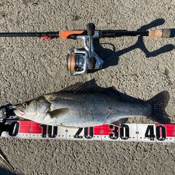 フッコ（マルスズキ）