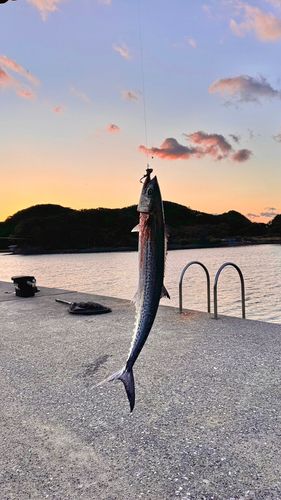 サゴシの釣果
