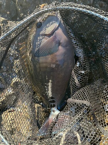 サンノジの釣果