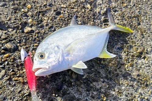 ロウニンアジの釣果