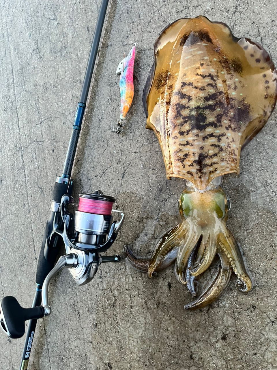 DAIWA 20エメラルダス AIR AGS 83MLの最安値・インプレ・釣果 | 本音の