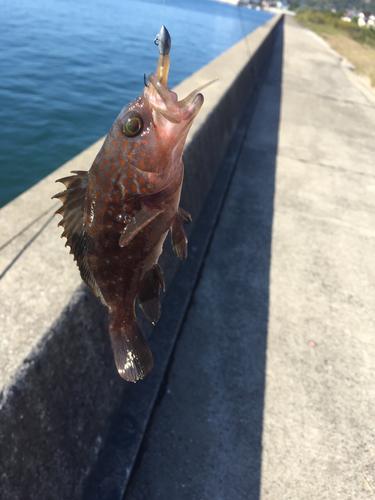 キジハタの釣果