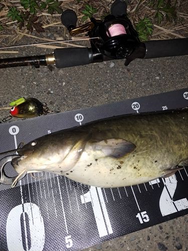 ナマズの釣果