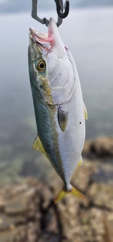 周防大島（屋代島）
