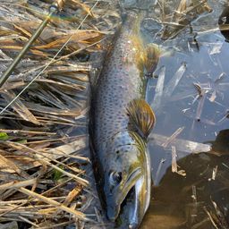 ブラウントラウト